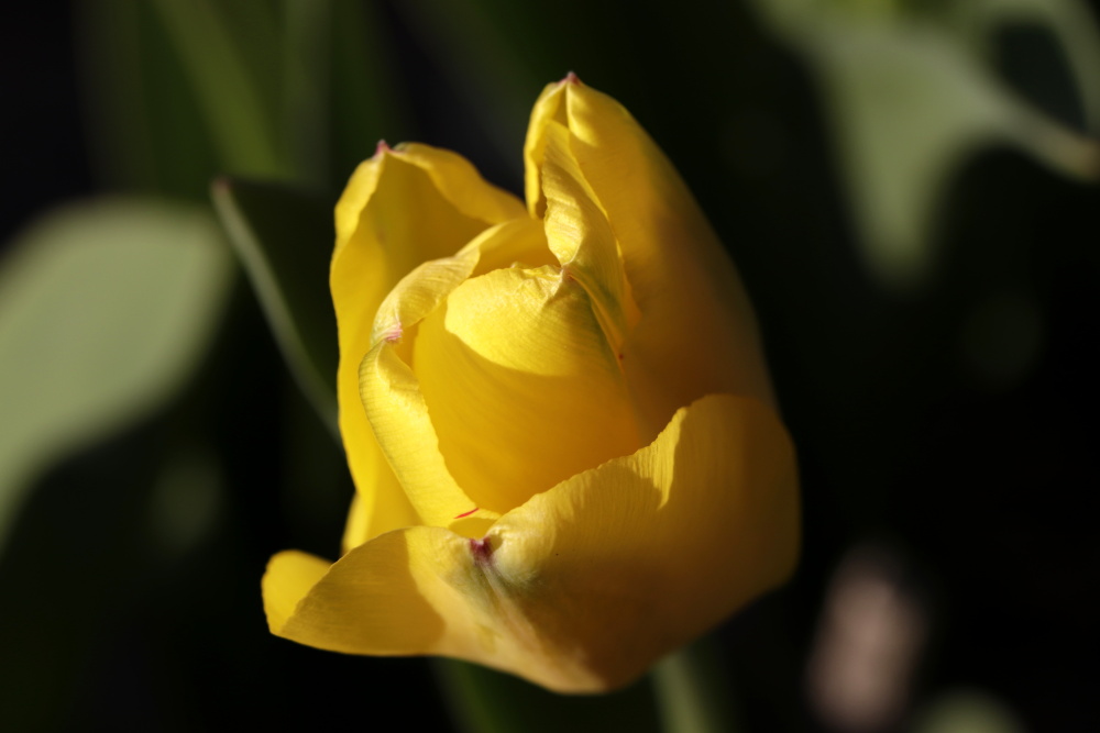 Mittwochsblümchen: gelbe Tulpe