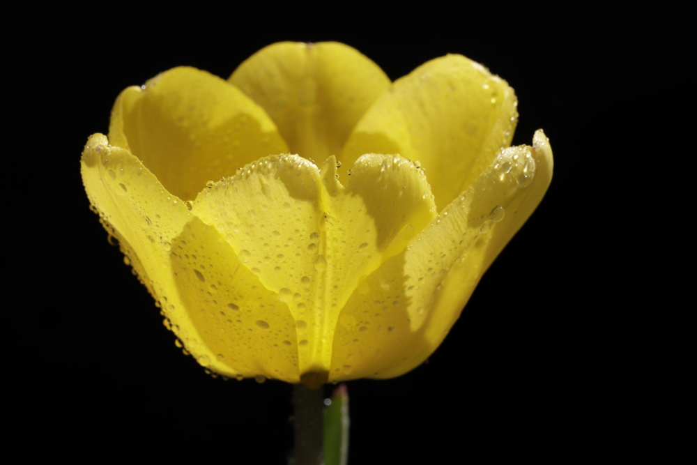 Mittwochsblümchen: gelbe Tulpe