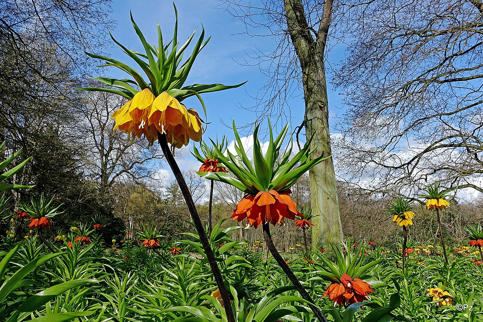 Mittwochsblümchen: Gelbe und rote Kaiserkronenblüten ... ...