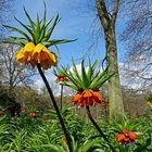 Mittwochsblümchen: Gelbe und rote Kaiserkronenblüten ... ...