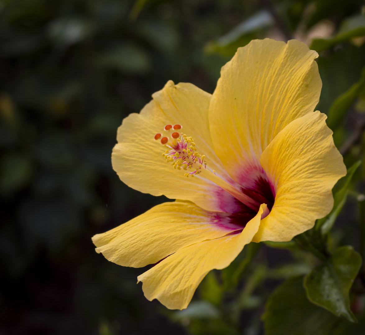 Mittwochsblümchen -gelber Hibiskus