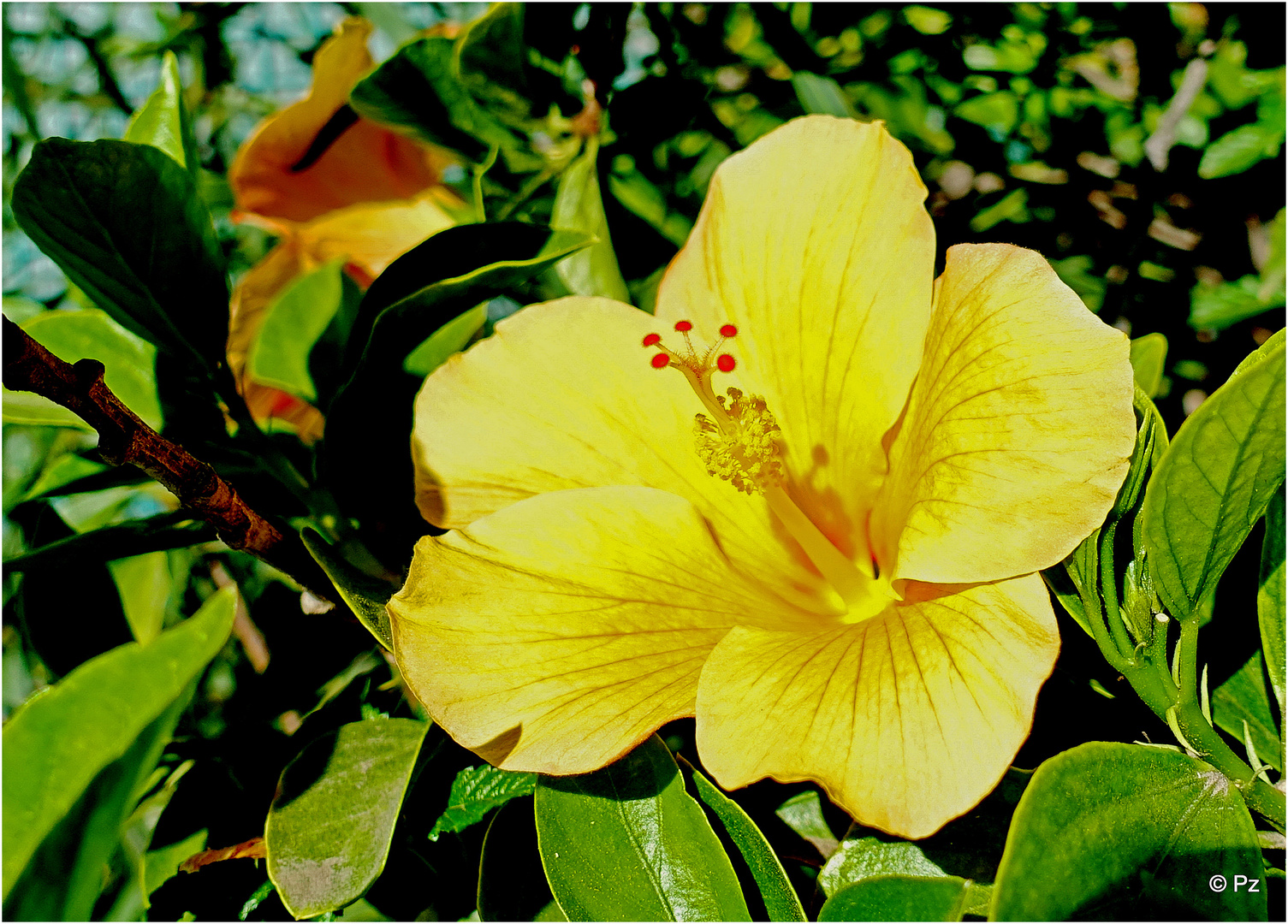 36+ Gelber Hibiskus Strauch, Sattgelbe, bis 8 cm große blüten mit