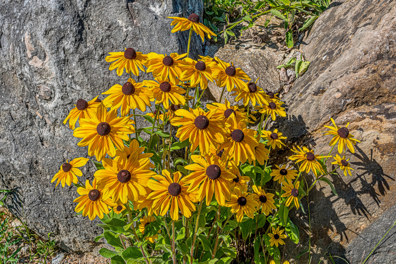 Mittwochsblümchen Gelber Sonnenhut