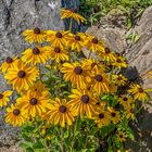 Mittwochsblümchen Gelber Sonnenhut