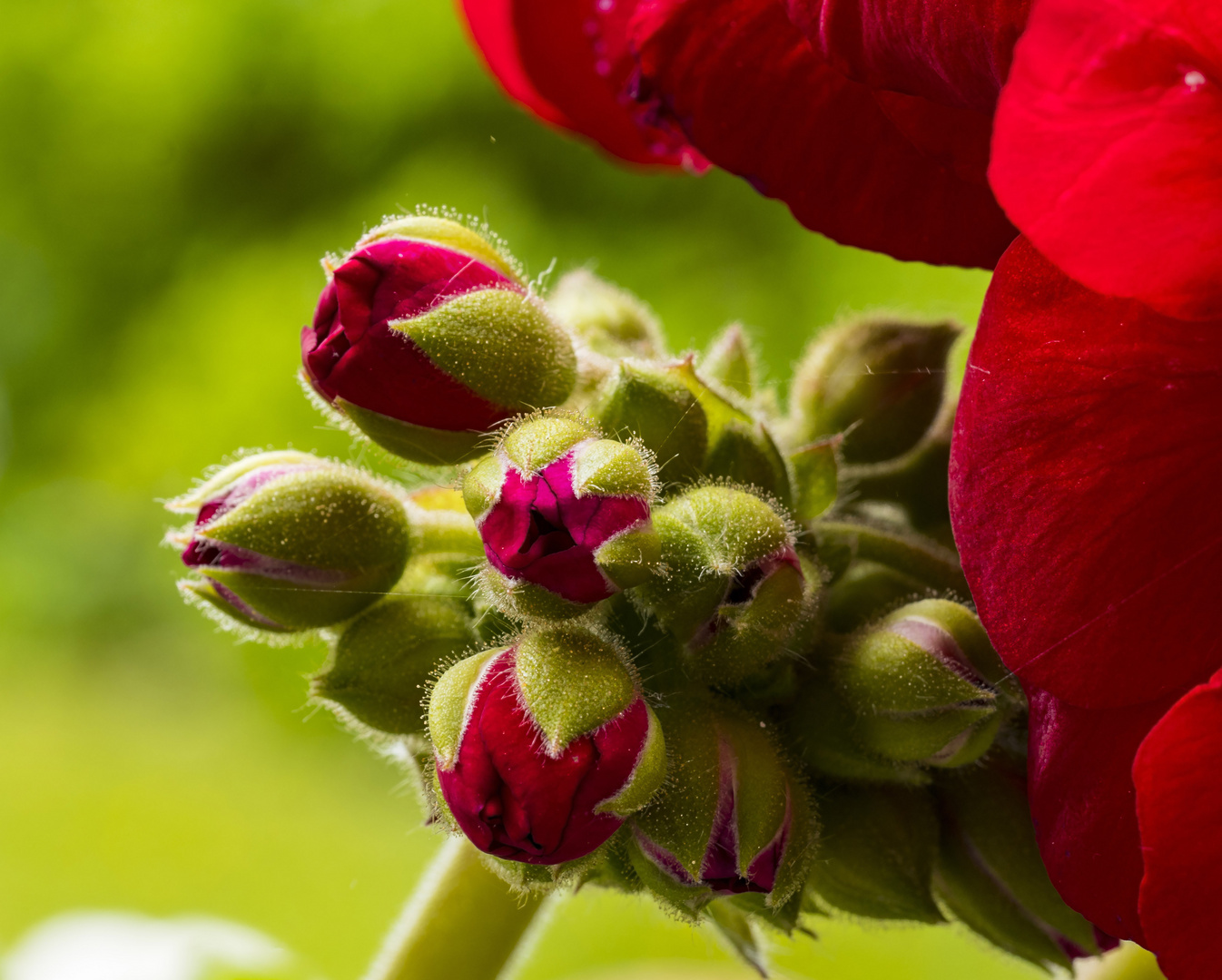 Mittwochsblümchen - Geranienknospen