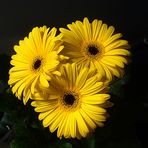 Mittwochsblümchen / Gerbera