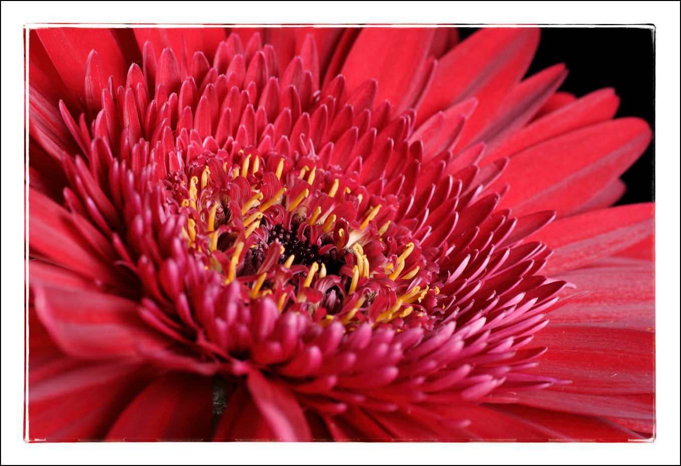 Mittwochsblümchen (Gerbera)