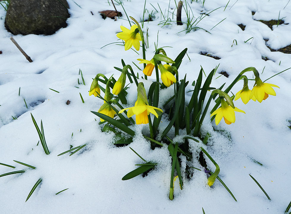 Mittwochsblümchen: Gestern im Garten