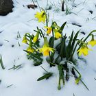 Mittwochsblümchen: Gestern im Garten