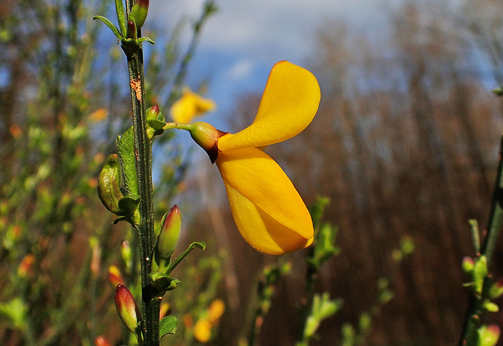 Mittwochsblümchen: Ginsterblüte