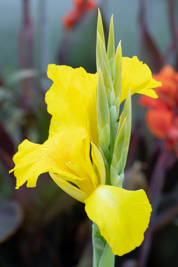 Mittwochsblümchen / Gladiole auf der Reichenau