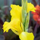 Mittwochsblümchen / Gladiole auf der Reichenau