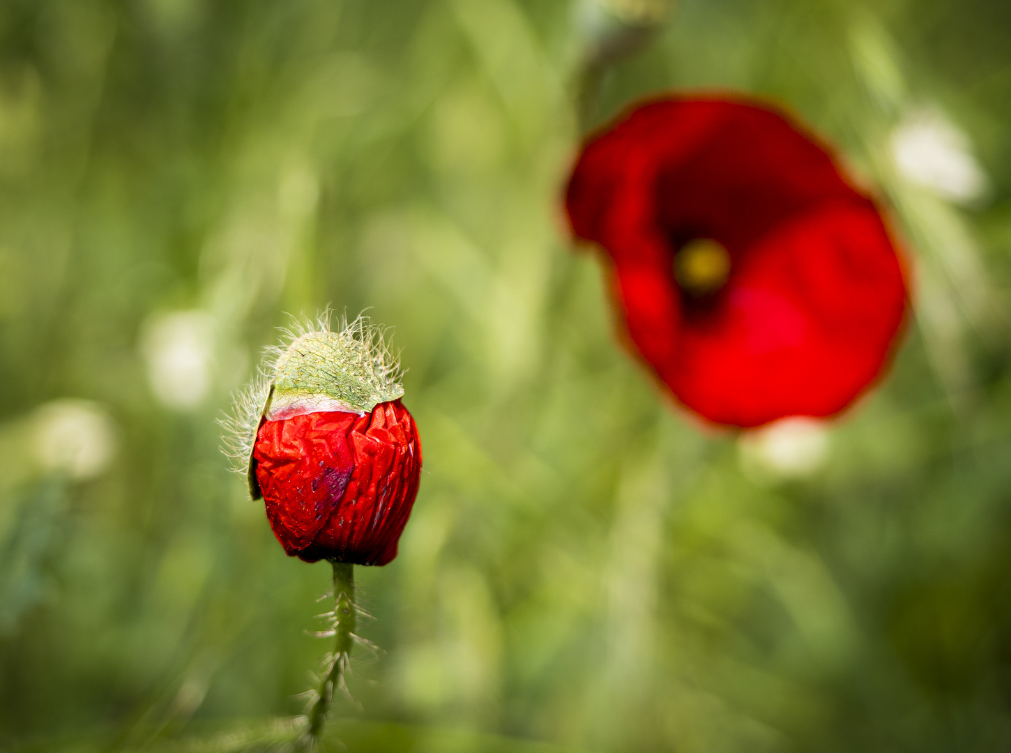 Mittwochsblümchen - Gleich blüht der Mohn auf