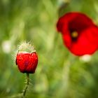 Mittwochsblümchen - Gleich blüht der Mohn auf