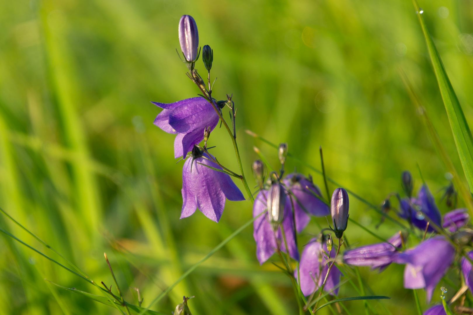 Mittwochsblümchen / Glockenblume