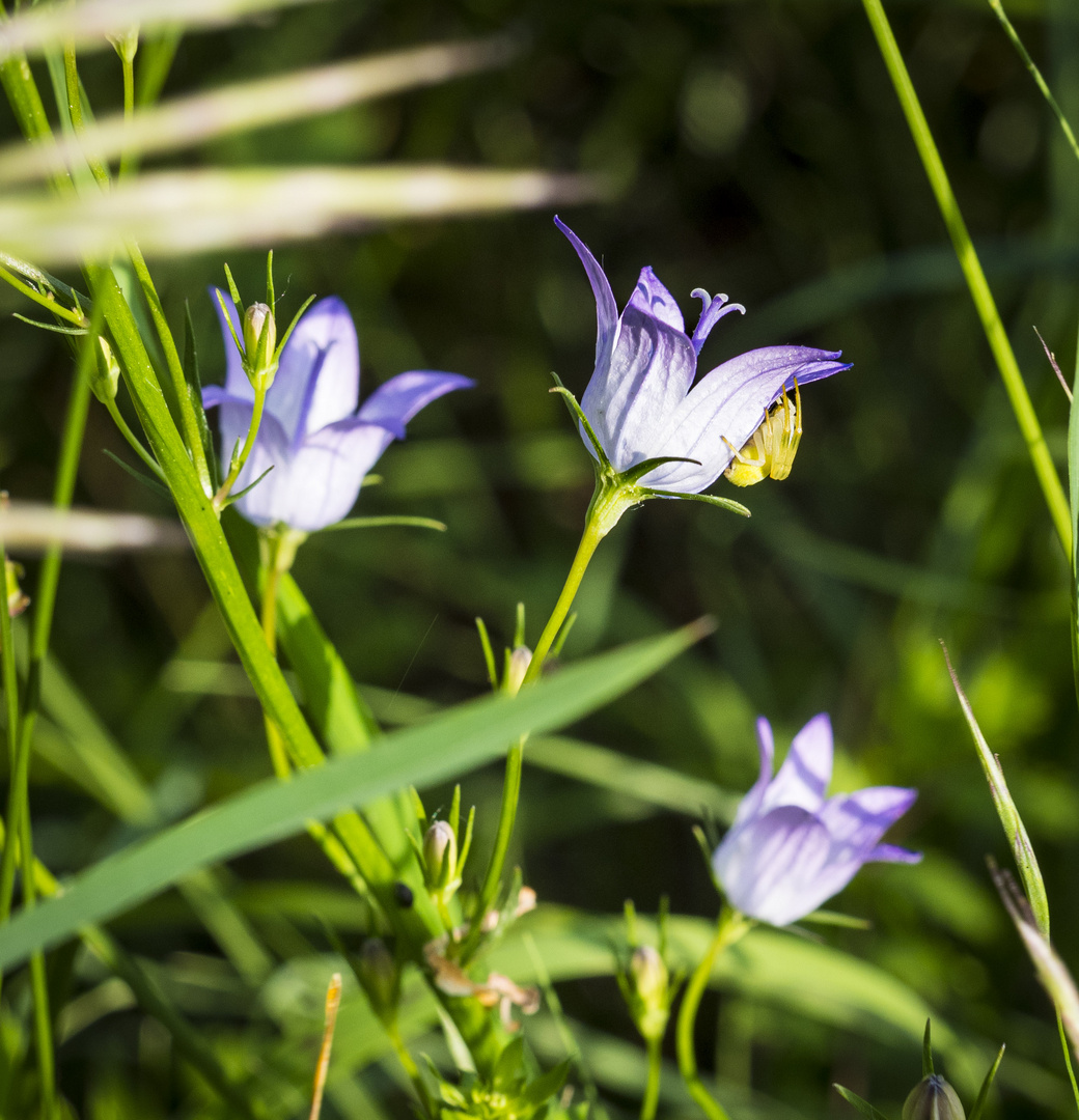 Mittwochsblümchen - Glockenblume