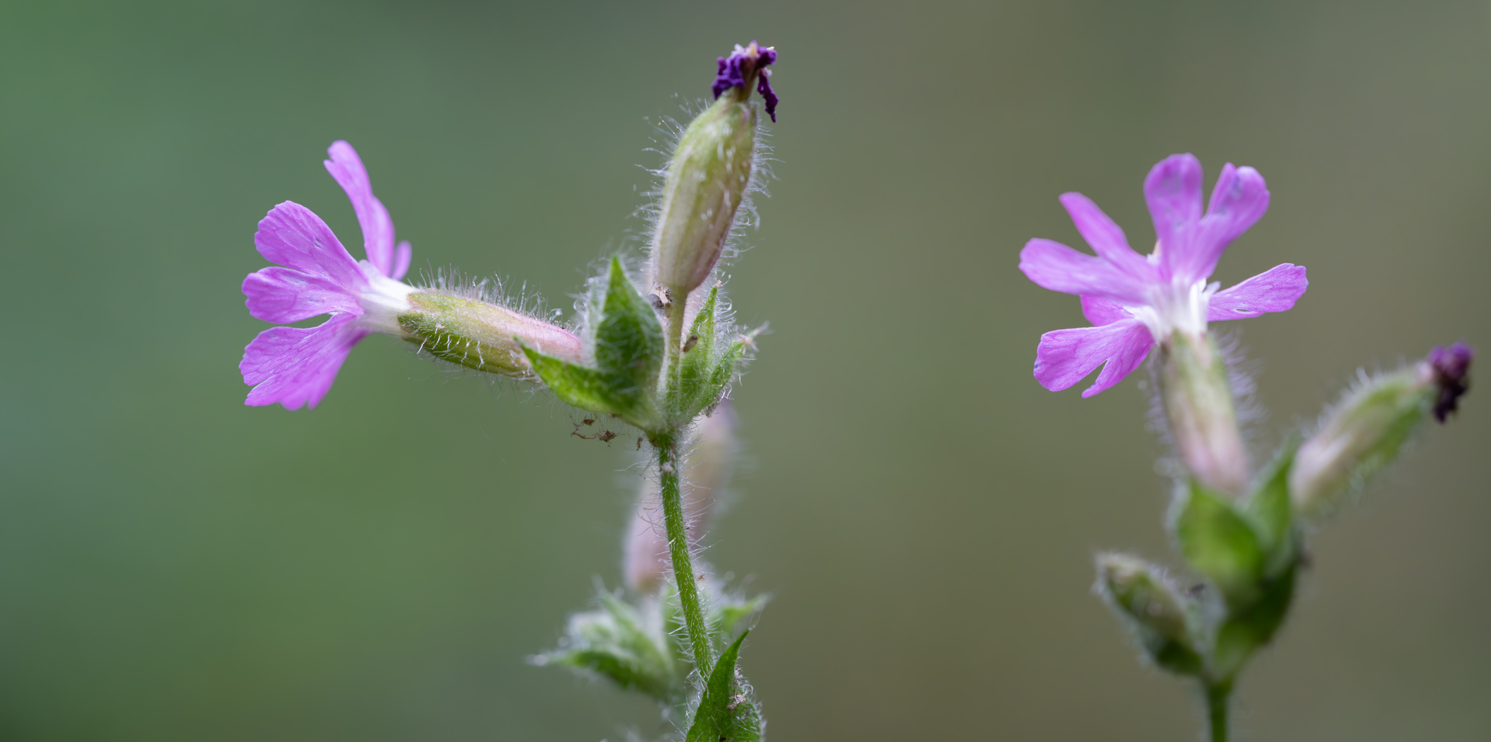 Mittwochsblümchen gm1