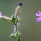 Mittwochsblümchen gm1