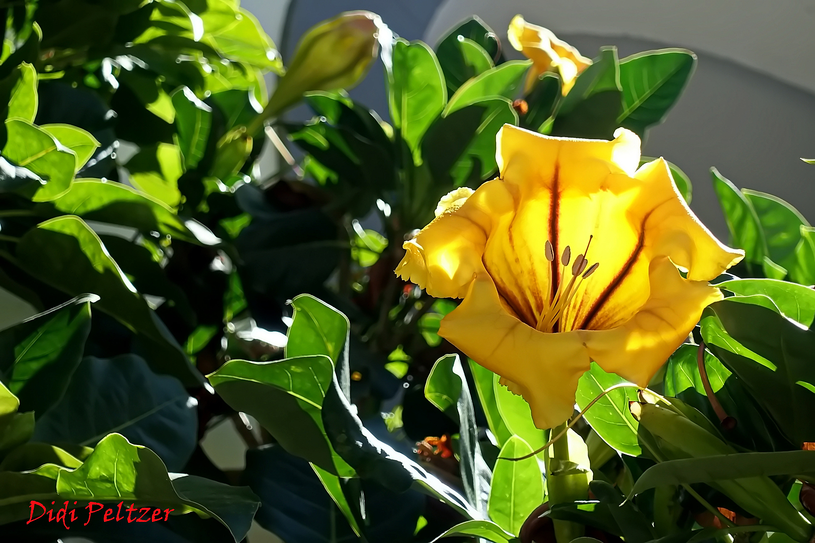 Mittwochsblümchen: Goldkelch (Solandra maxima) ...