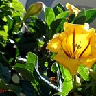 Mittwochsblümchen: Goldkelch (Solandra maxima) ...