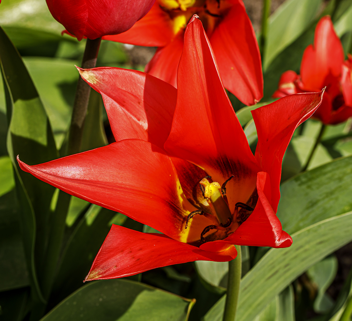 Mittwochsblümchen- Greig-Tulpe