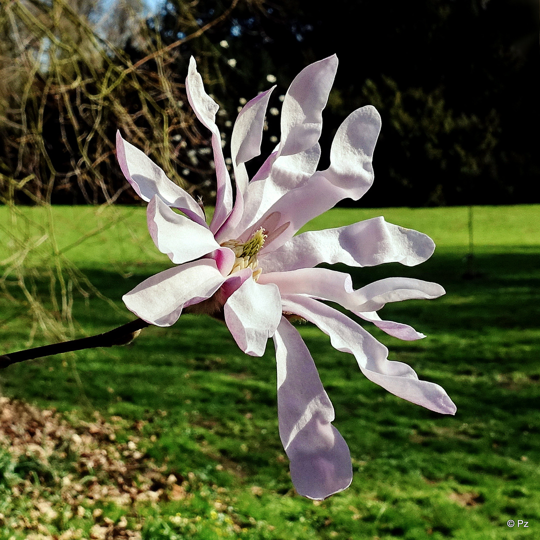 Mittwochsblümchen: Große Sternmagnolie ...