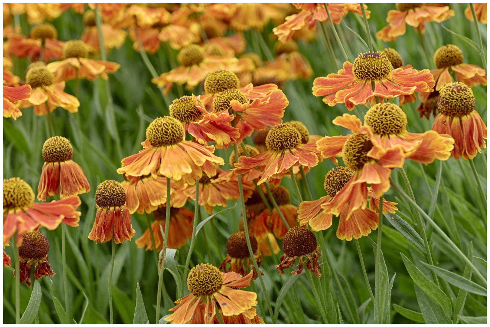 Mittwochsblümchen - Grün und Orange