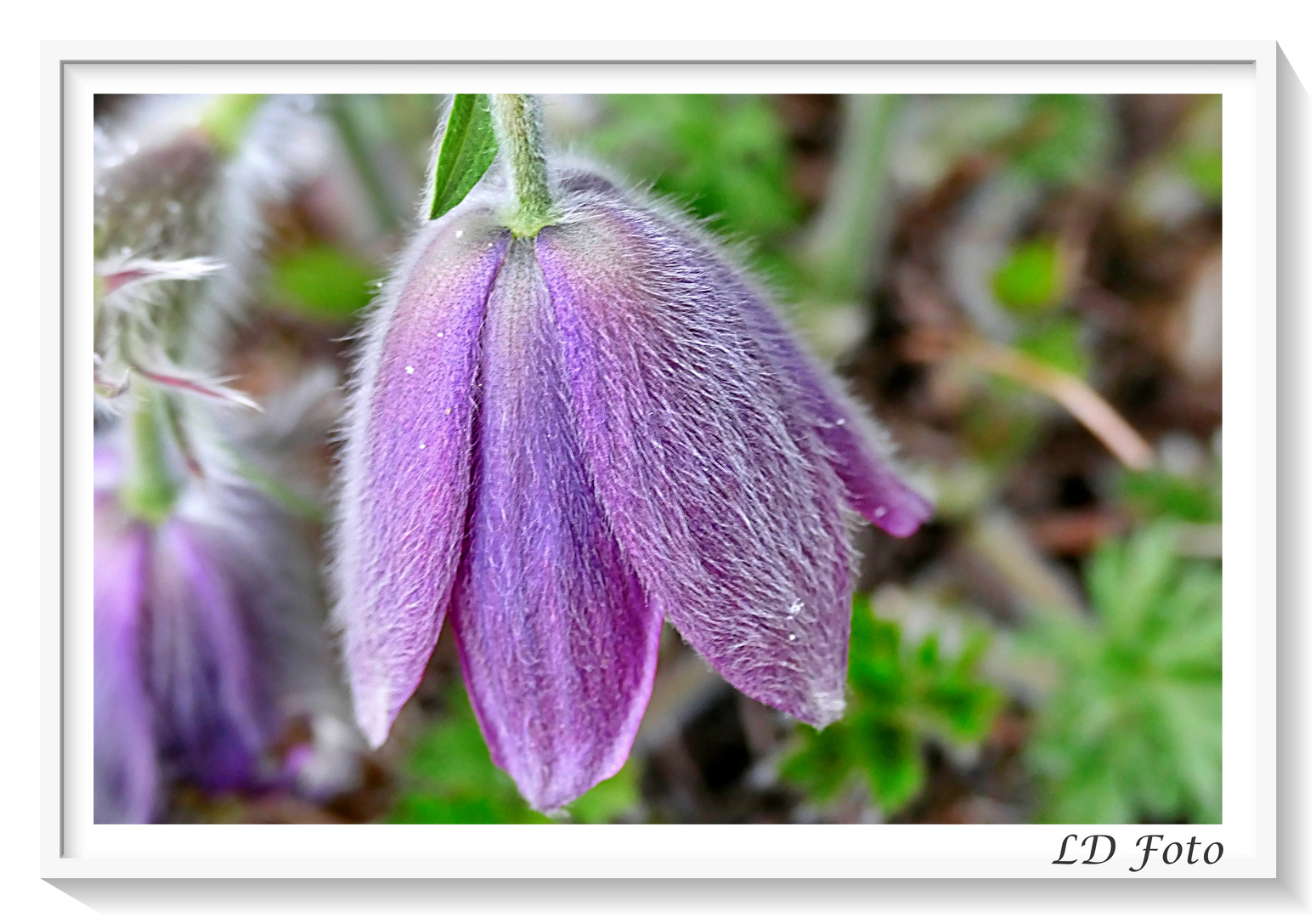 Mittwochsblümchen Handyfoto