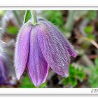 Mittwochsblümchen Handyfoto