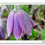 Mittwochsblümchen Handyfoto