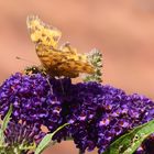 Mittwochsblümchen hat Besuch