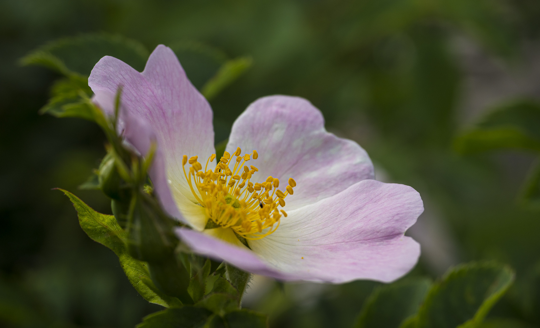 Mittwochsblümchen - Heckenrose