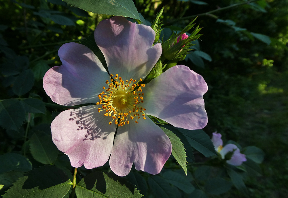 Mittwochsblümchen: Heckenrose im Abendlicht