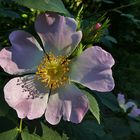 Mittwochsblümchen: Heckenrose im Abendlicht