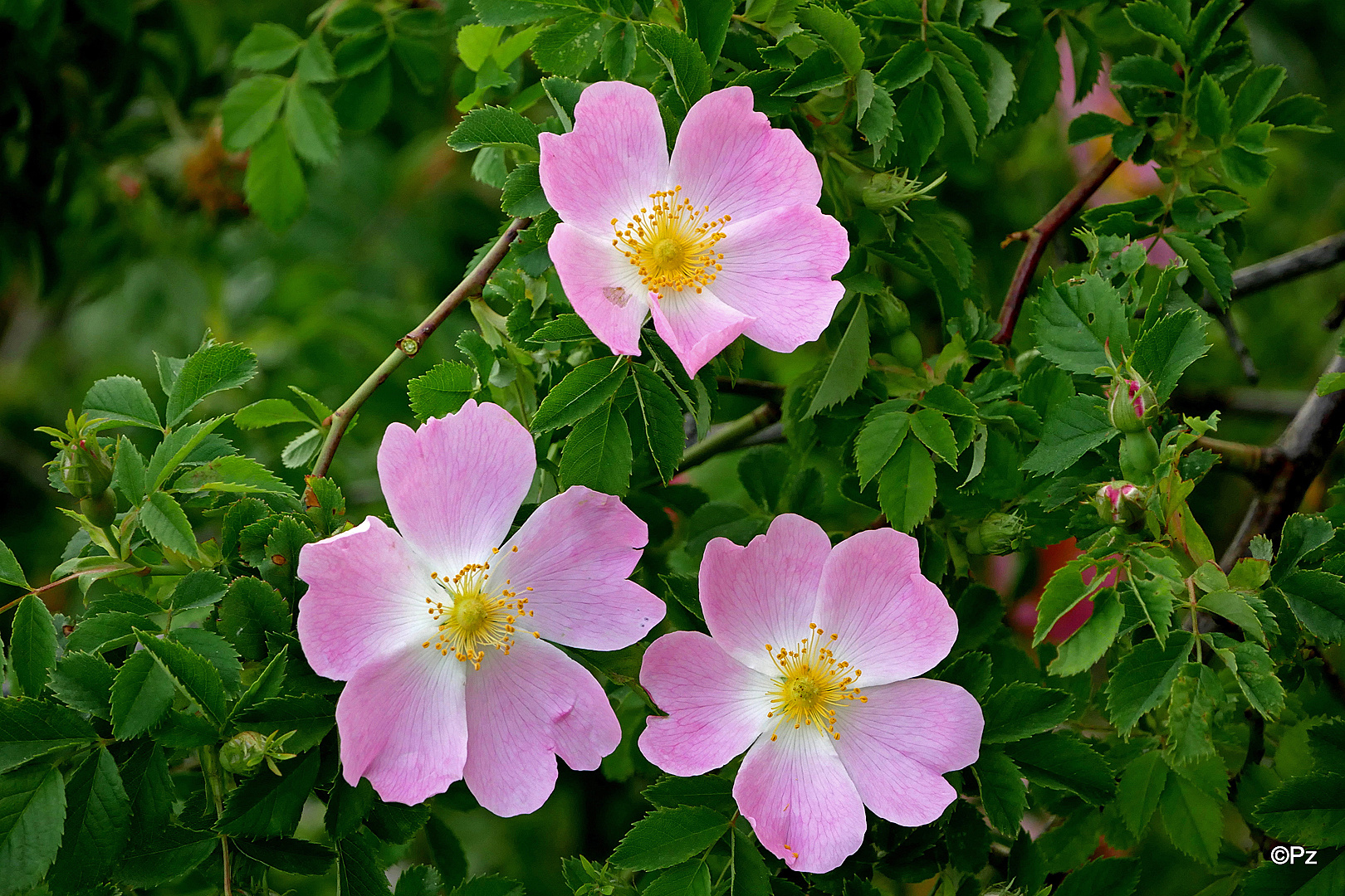 Mittwochsblümchen: Heckenrosen ...