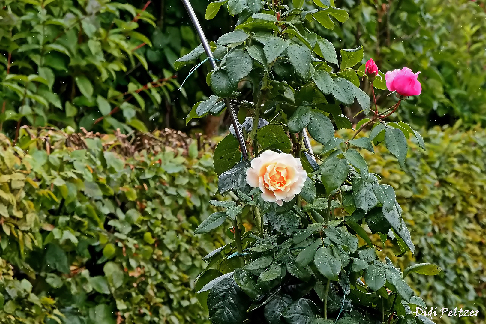 Mittwochsblümchen: Heckenrosen im Regen ...