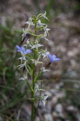 Mittwochsblümchen - heimische Orchidee in der Wiese 