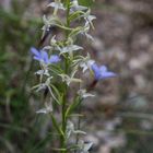 Mittwochsblümchen - heimische Orchidee in der Wiese 