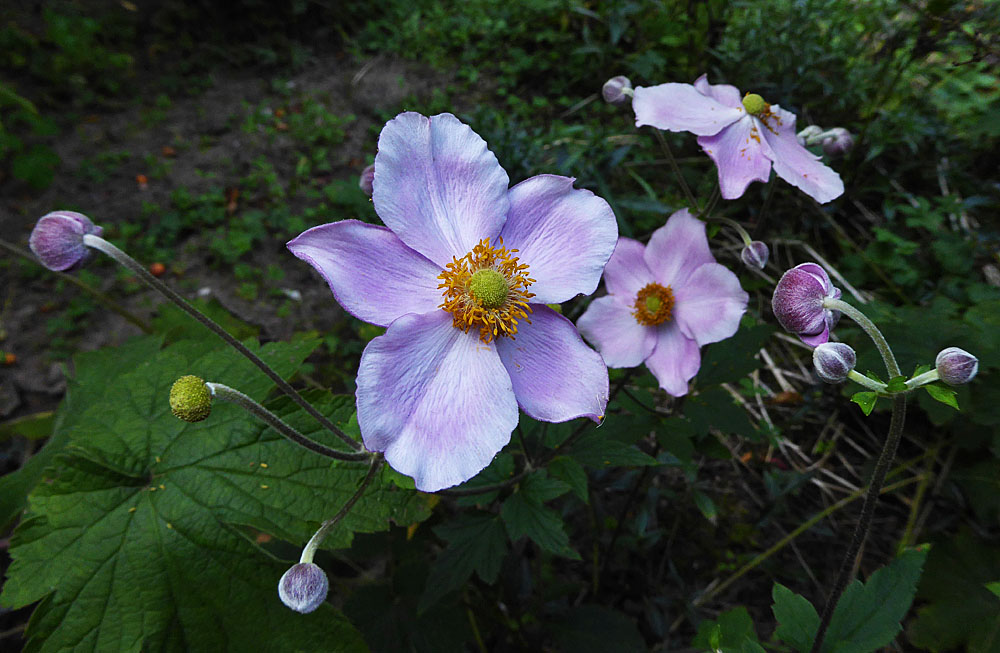 Mittwochsblümchen: Herbst-Anemone