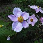 Mittwochsblümchen: Herbst-Anemone