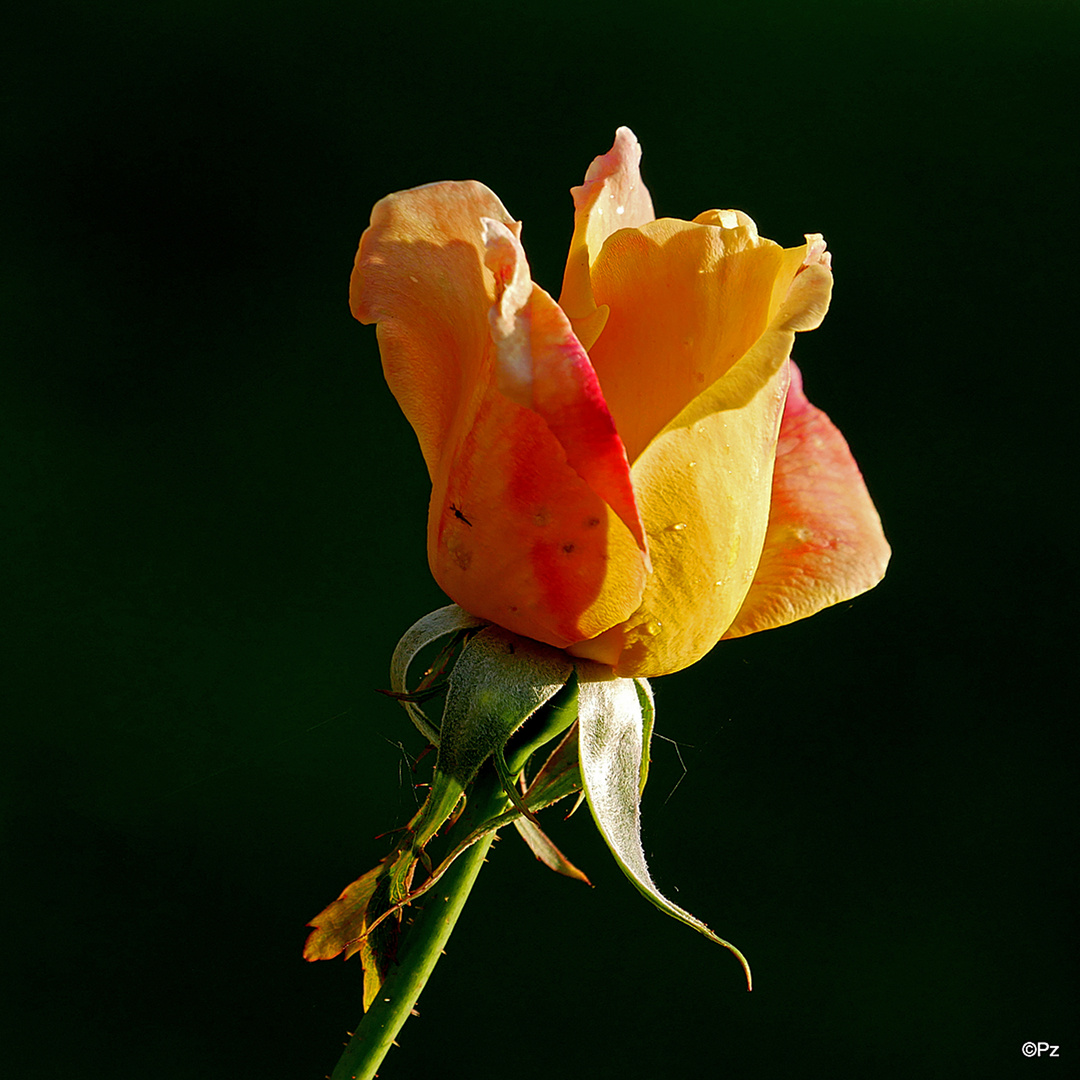 Mittwochsblümchen: Herbst-Edelrose "Gloria Dei" ...