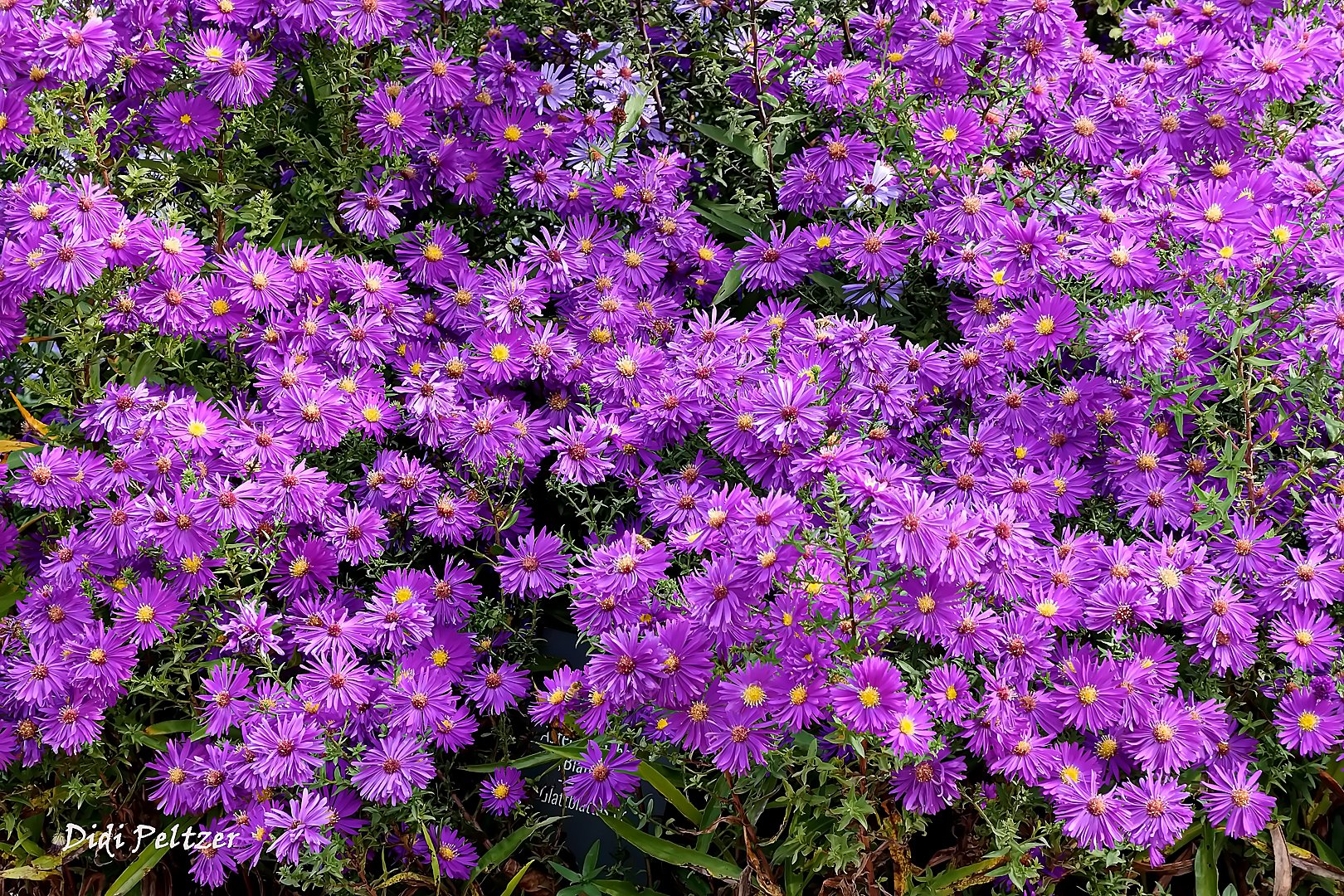 Mittwochsblümchen: Herbstastern ...