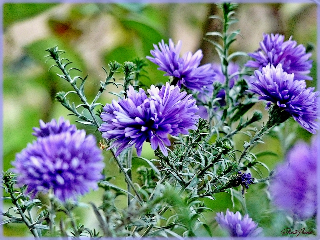 Mittwochsblümchen  -Herbstastern 