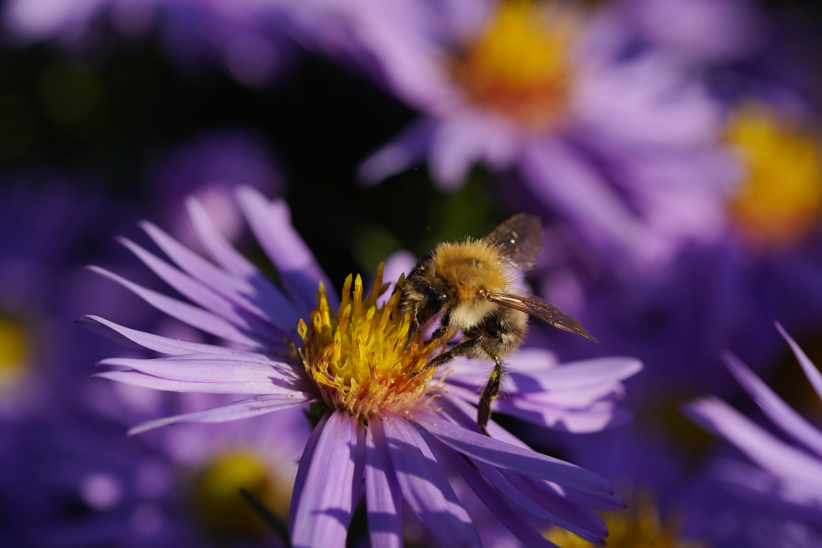 Mittwochsblümchen - Herbstastern als Bienenmagnet