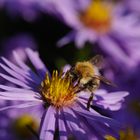 Mittwochsblümchen - Herbstastern als Bienenmagnet