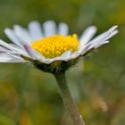 Mittwochsblümchen - heut werden sie kräftig durchgeschüttelt und immer wieder mal abgeduscht....