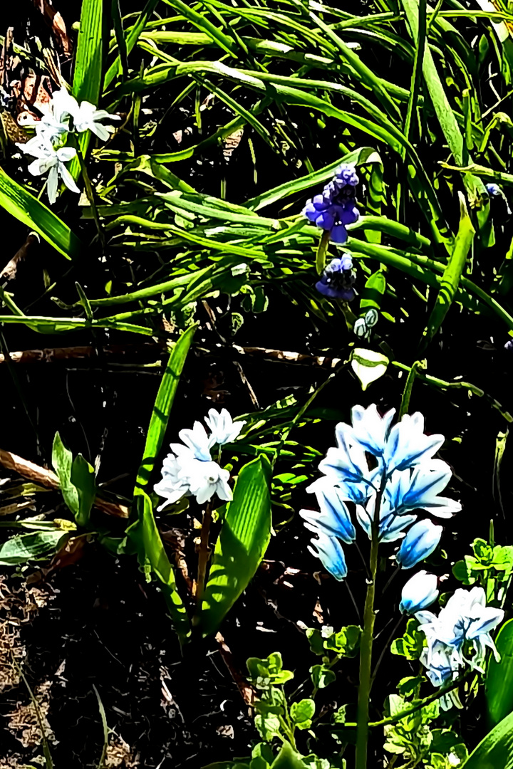 Mittwochsblümchen - Heute haben sie mich getröstet