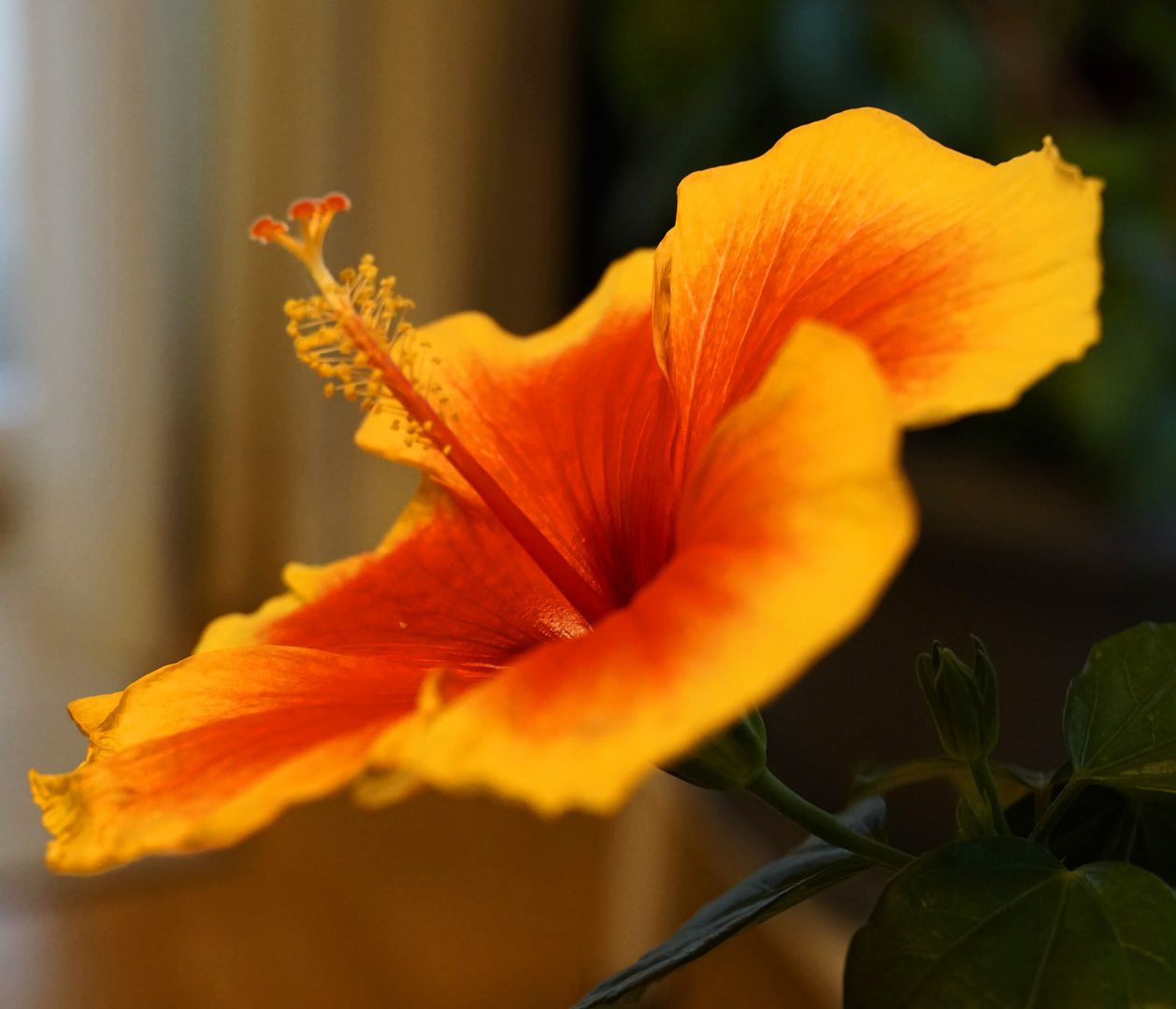 Mittwochsblümchen - Hibiskus