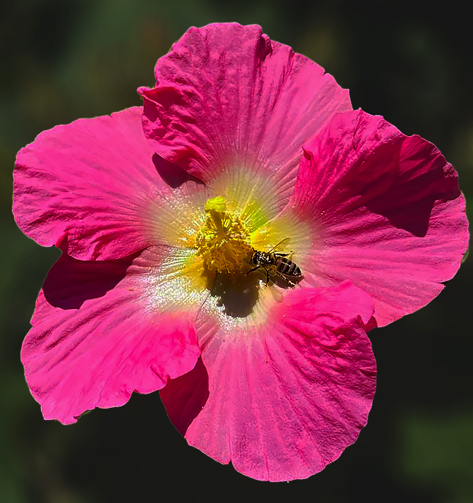 Mittwochsblümchen - Hibiskus