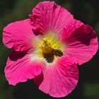 Mittwochsblümchen - Hibiskus